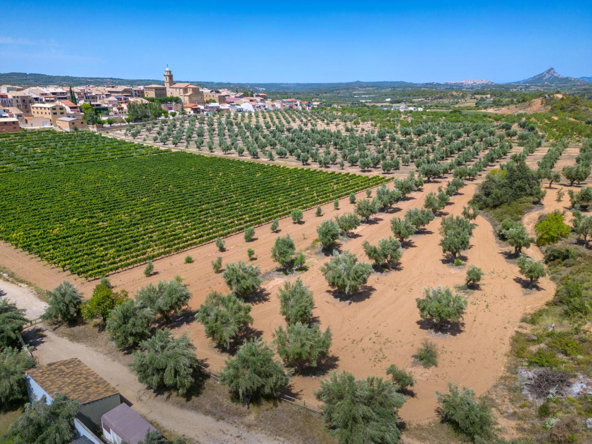 Hotel & Resort Vilar Rural D'Arnes By Serhs Hotels Sant Carlos de la Ràpita Eksteriør billede